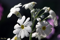 @TN\E iTN\Eȁj@2007-02-15@