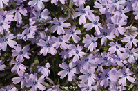 @VoUN iniVmuȁj@2007-04-06@