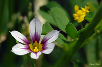 @j[LVE iAȁj@2007-05-09@