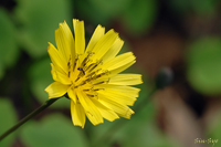 @WVo iLNȁj@2007-05-14@