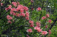 @}ccW iccWȁj@2007-05-16@