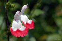 @zbgbvX iV\ȁj@2007-06-15@