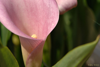 @sÑJ[ iTgCȁj@2007-06-21@