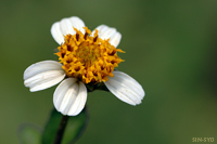@RVmZ_OT iLNȁj@2007-06-25@