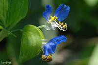 @cNT icNTȁj@2007-07-28@