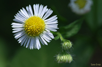 @qWI iLNȁj@2007-08-09@