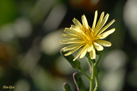 @ALmQV iLNȁj@2007-11-10@