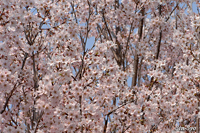 @qKUN ioȁj@2008-03-27@