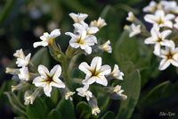 @XirL\E iTLȁj@2008-05-20@