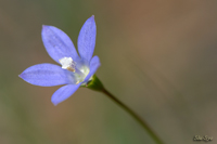 @qiMLE iLLEȁj@2008-06-14@