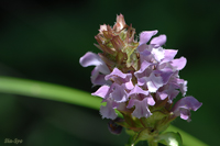 @Ec{OT iV\ȁj@2008-06-20@