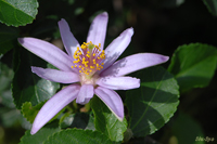 @XC{N iVimLȁj@2008-06-30@