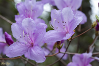 @Rom~coccW iccWȁj@2010-04-02@