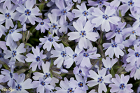 @VoUN iniVmuȁj@2010-04-10@