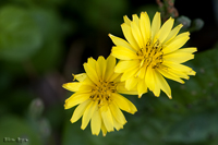 @WVo iLNȁj@2010-05-15@
