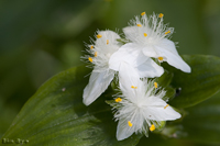 @gLcNT icNTȁj@2010-06-06@