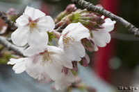 @\CVmioȁj@2011-04-02@