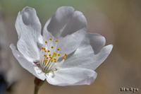 @\CVmioȁj@2011-04-04@