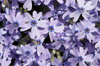 @VoUNiniVmuȁj@2011-04-26@