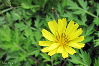 @IIWVo iLNȁj@2011-05-15@