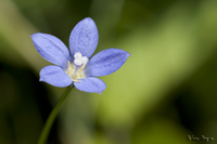 @qiMLE iLLEȁj@2011-06-02@