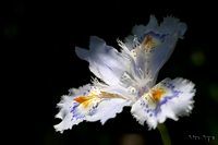 @VK iAȁj@2011-06-04@