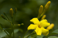 @L\PC iNZCȁj@2011-06-10@