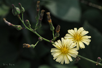 @ALmQV iLNȁj@2011-11-09@