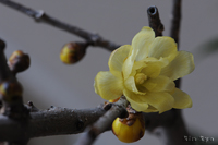 @\VEoC iEoCȁj@2012-01-07@