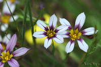 @j[LVE iAȁj@2012-05-30@