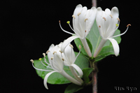 @XCJY iXCJYȁj@2013-06-04@