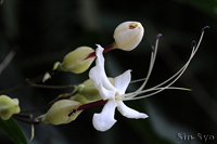 @NTM iN}cdȁj@2013-08-15@