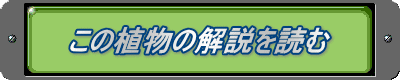 ̐Ảǂ