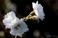 @RuNUN ioȁj@2014-11-20@