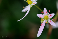 @_CW\E iLmV^ȁj@2015-11-06@