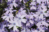 @VoUN iniVmuȁj@2015-04-19@