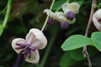 @APr iAPrȁj@2015-04-14@