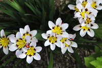 @XpLVX iAȁj@2015-04-30@