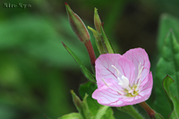 @AJoiEQVE iAJoiȁj@2015-05-04@