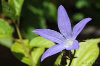 @zVMLE iLLEȁj@2015-05-06@