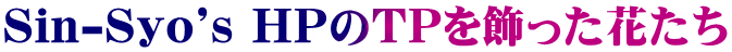 Sin-Syo's HPTPԂ