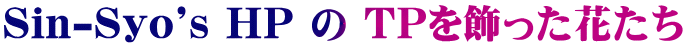 Sin-Syo's HP  TPԂ